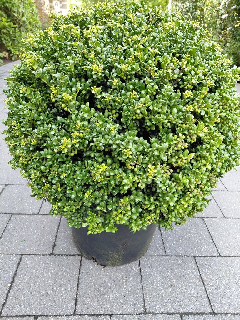 Ilex Convexa Bol, Ophalen, Halfschaduw