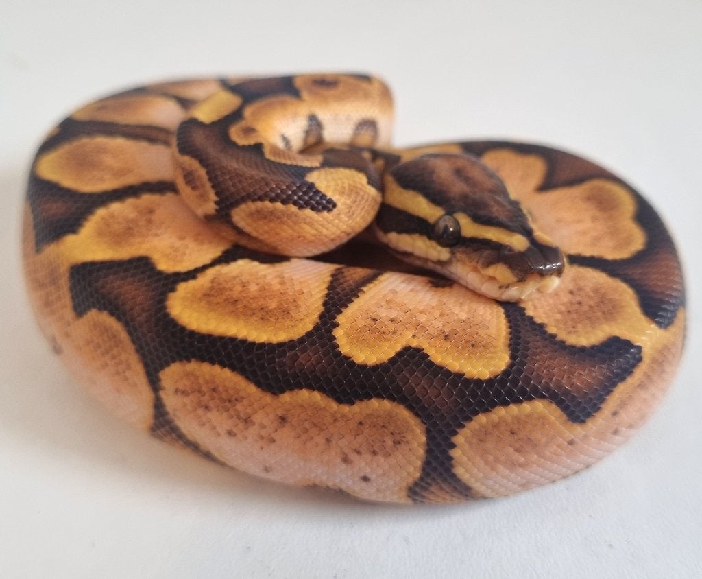 0.1 special enchi calico (od) 66% het clown Ball Python photo 2