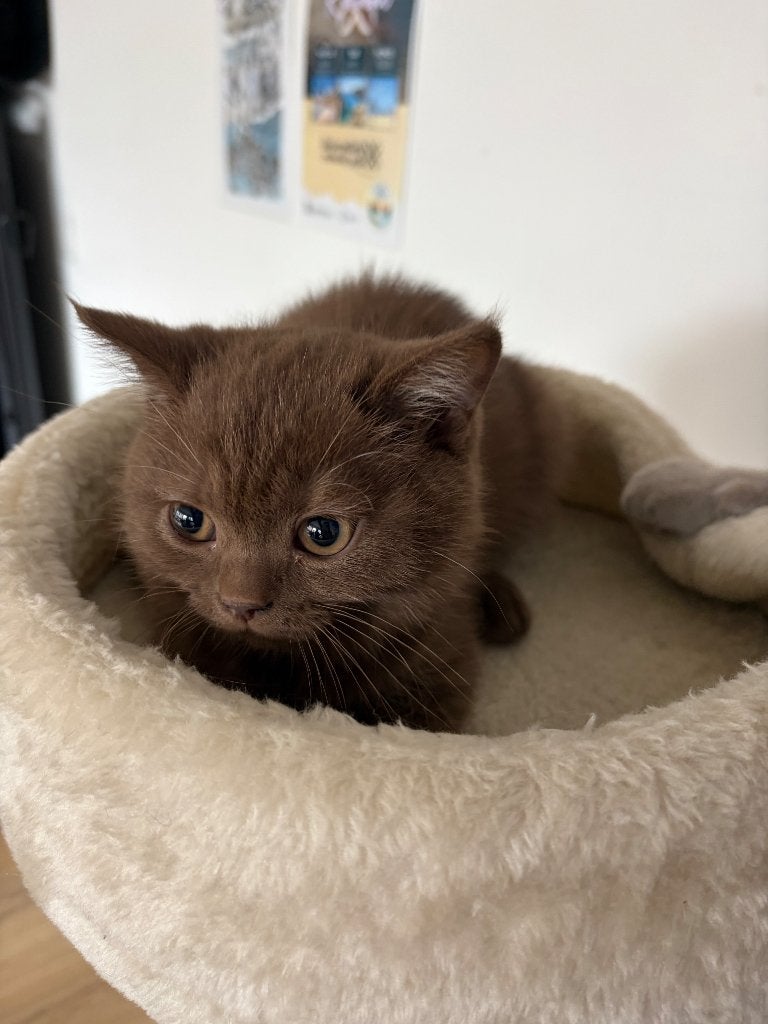 Brits Korthaar Kitten Chocolate, Dieren en Toebehoren, Poes, Gechipt, 0 tot 2 jaar