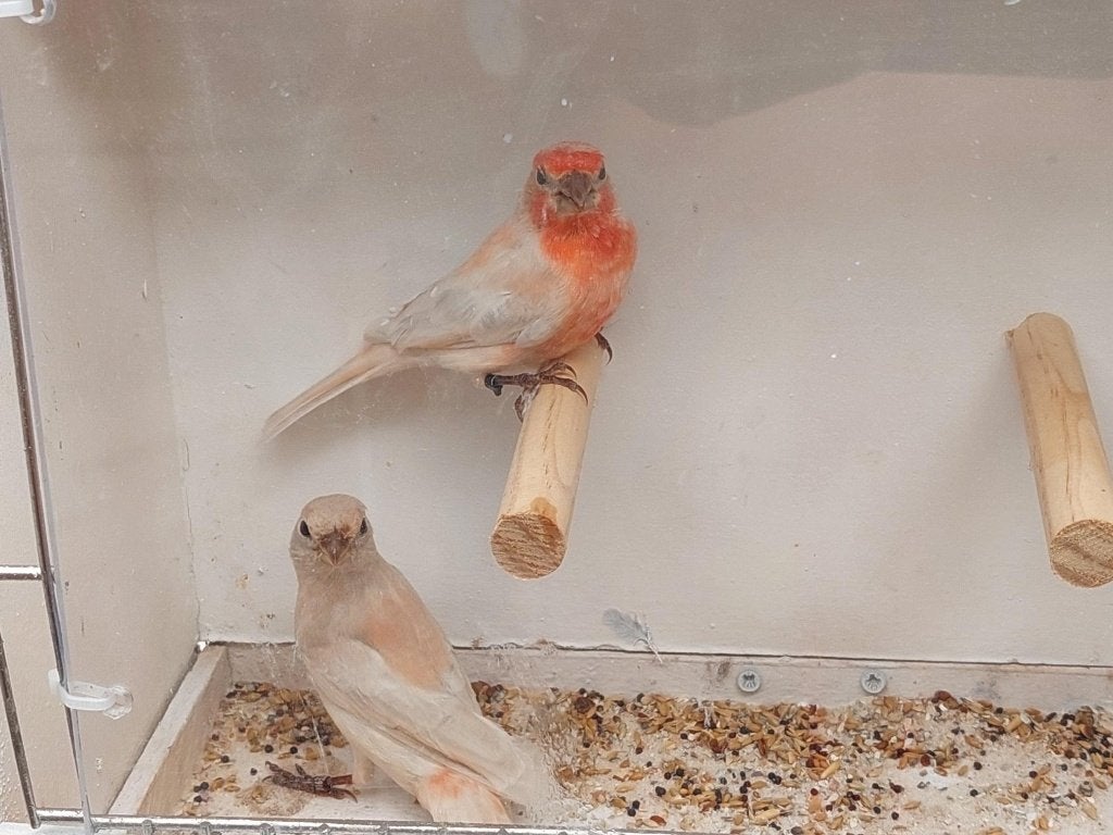 mexiaanse roodmussen, Dieren en Toebehoren, Meerdere dieren, Geringd