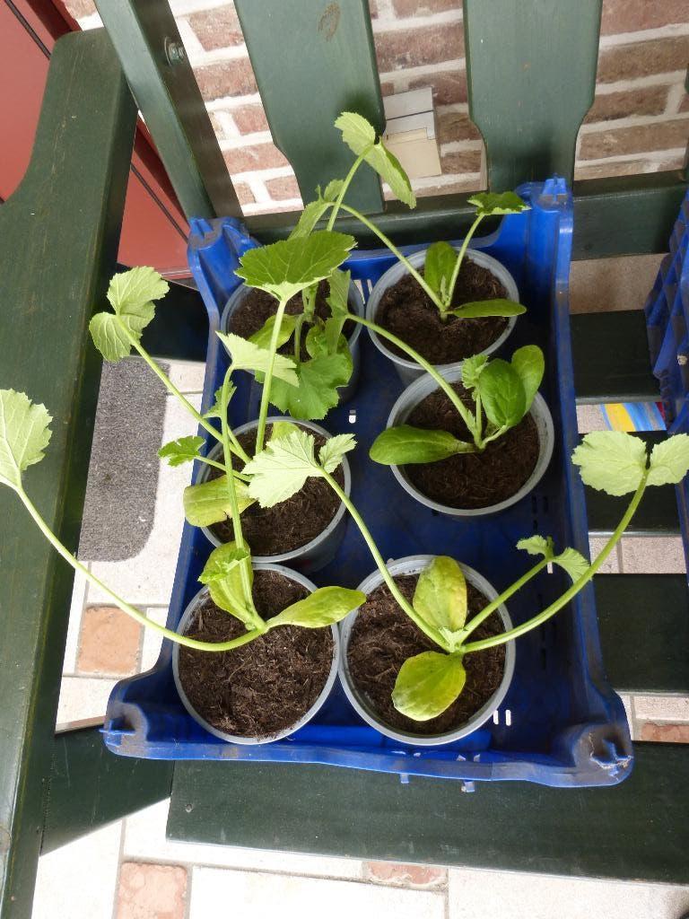 COURGETTES : GROENE EN GELE, Tuin en Terras, Ophalen, Volle zon, Groenteplanten, Eenjarig