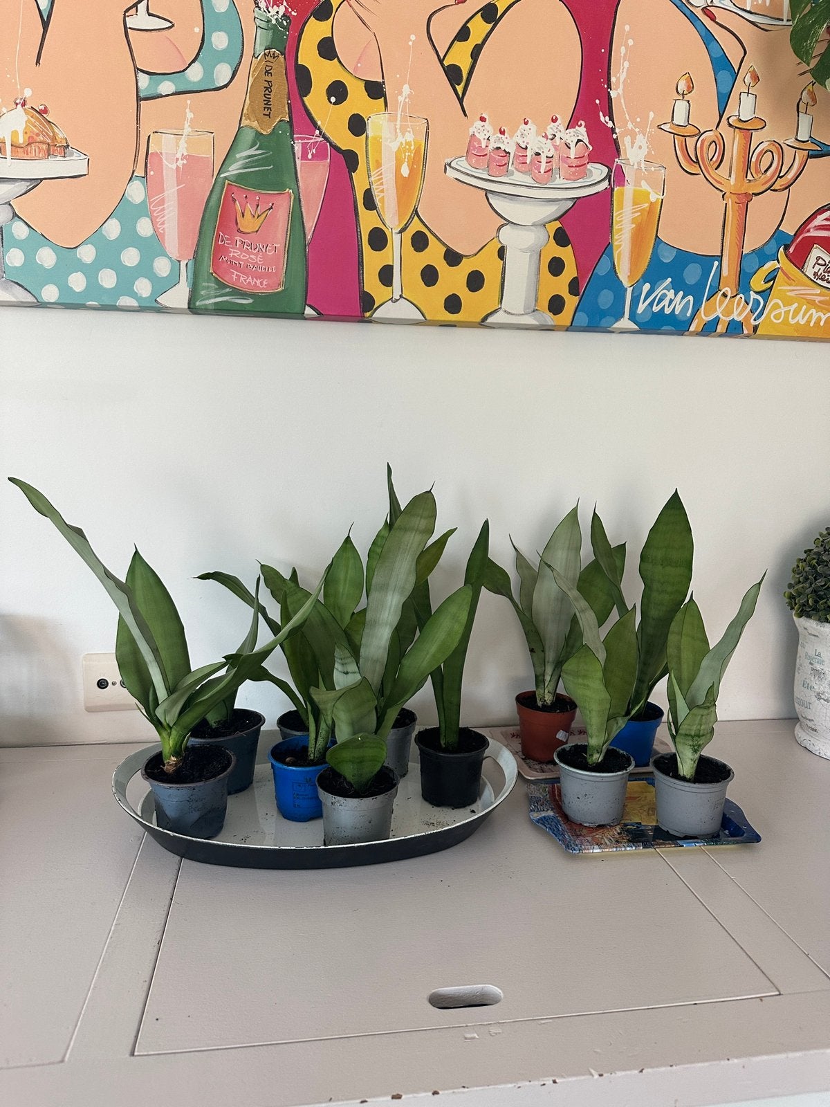 11x Sanseveria Moonshine 35-40 cm kamerplant planten plant, Ophalen