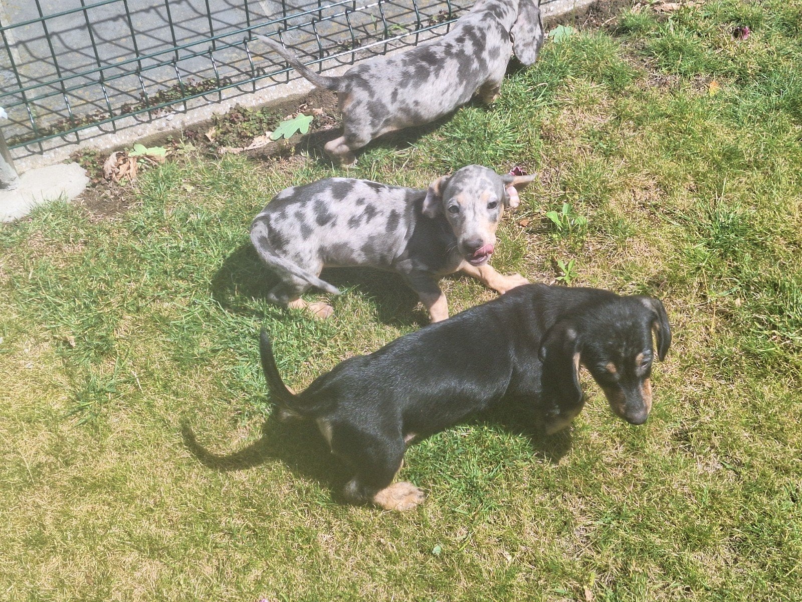 Dwergteckel puppy's, Dieren en Toebehoren, Honden | Teckels en Dashonden, Dwerg, Fokker | Professioneel, Meerdere, België, 8 tot 15 weken