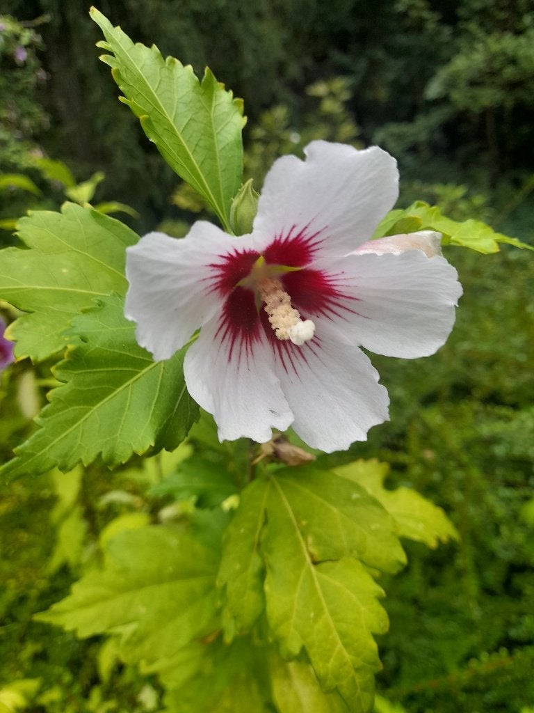3 x hibiscus / althea struiken, Tuin en Terras, Planten | Struiken en Hagen, Ophalen