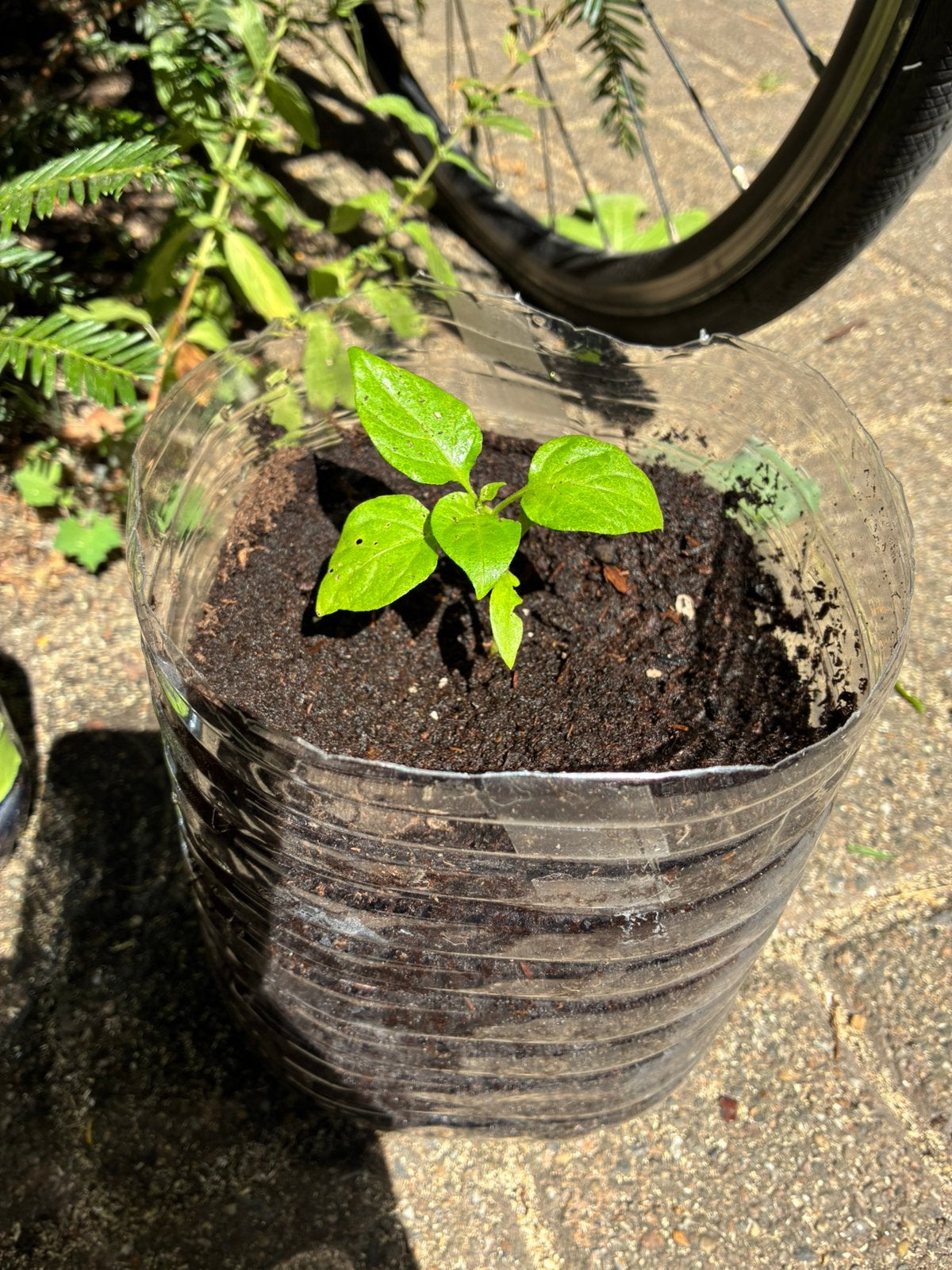 HABANERO ZAAILING / SEEDLING RECYCLED BIG POT, Jardin & Terrasse, Plantes | Jardin, Bisannuelle, Été, Enlèvement, Plantes potagères