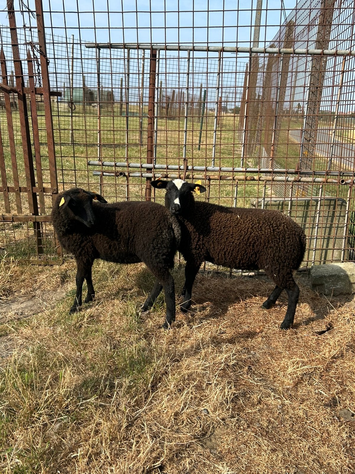 4 mooie vrouwelijk ooien kruising dwergschaapjes, Dieren en Toebehoren, Schapen, Geiten en Varkens, Vrouwelijk, Schaap