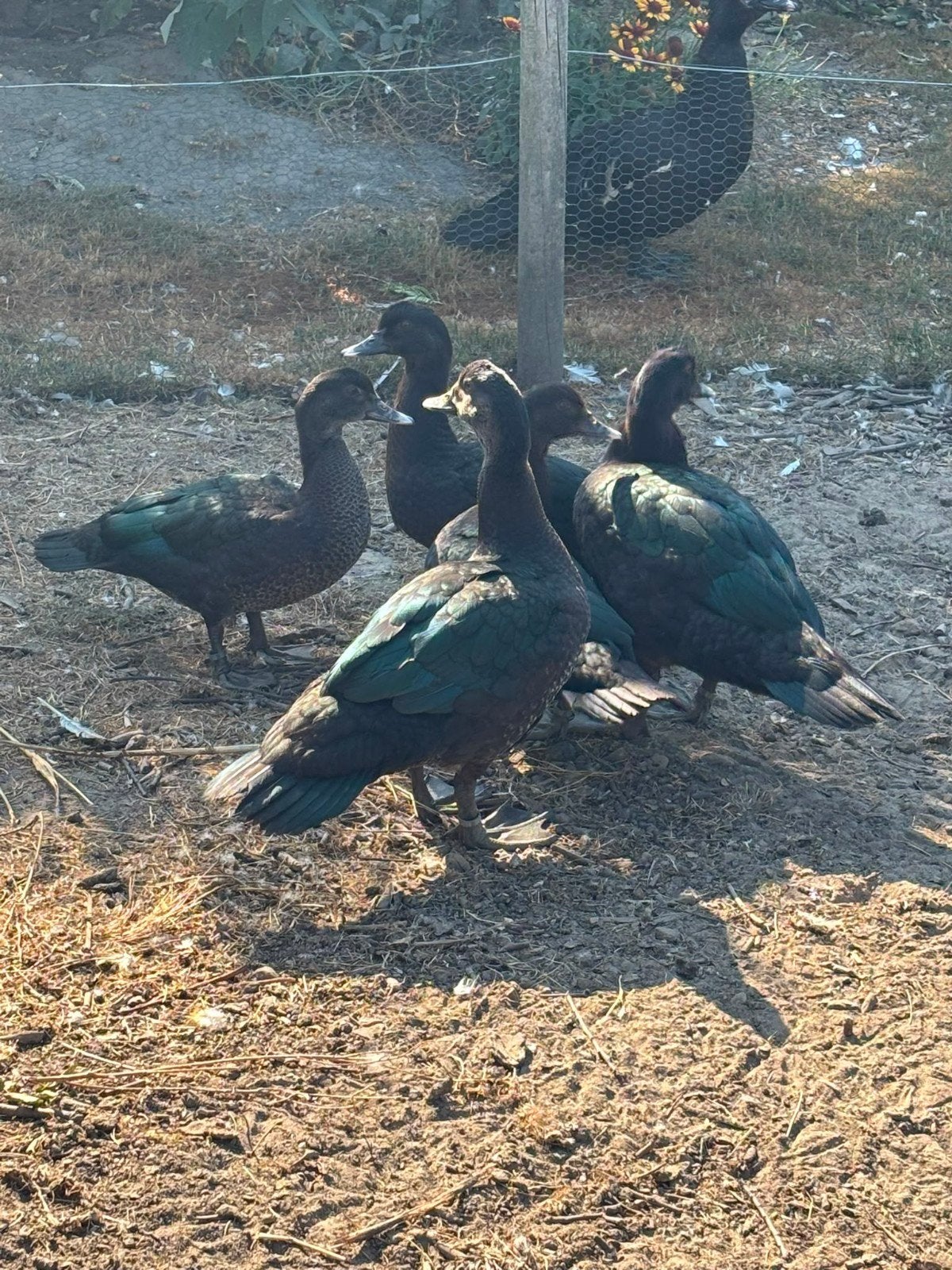 Wilde muskuseenden, Plusieurs animaux, Canard
