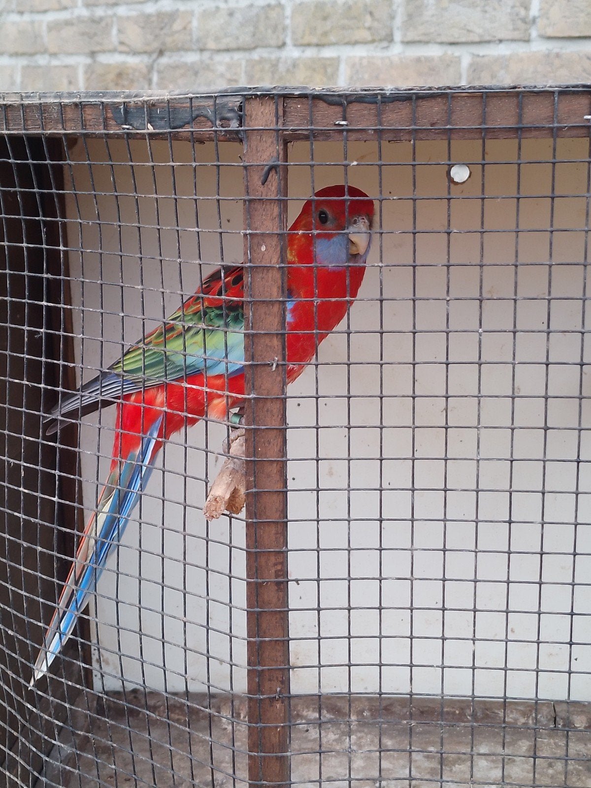 pennant rode pop, Dieren en Toebehoren, Geringd