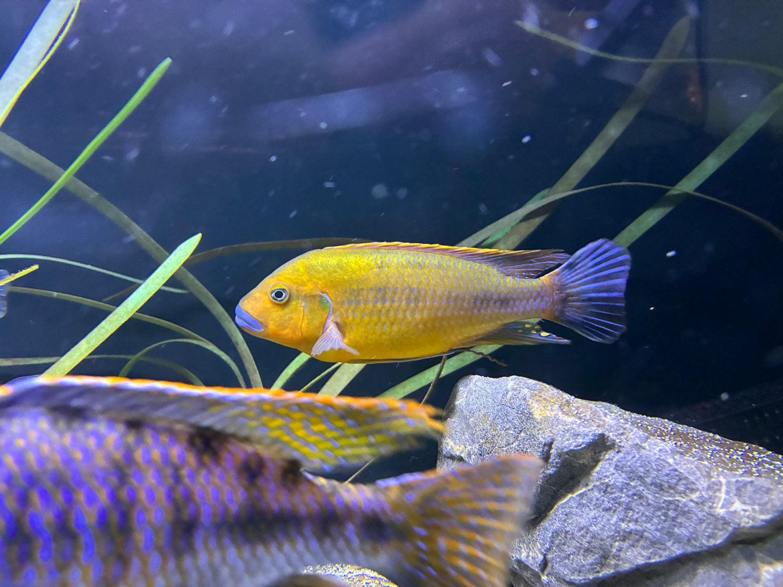 Pseudotropheus Williamsi - Lèvres bleues, Poisson, Poisson d'eau douce, Banc de poissons