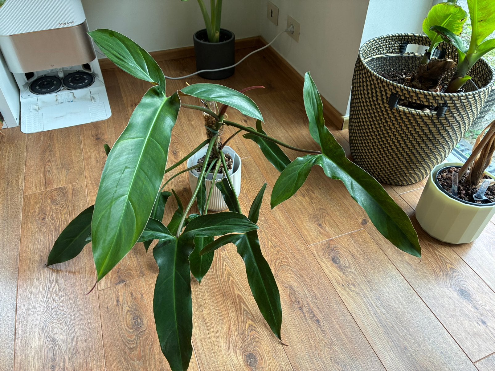 Philodendron Mexicanum, Maison & Meubles, Plantes d'intérieur, Autres espèces, En pot, 100 à 150 cm, Plante verte