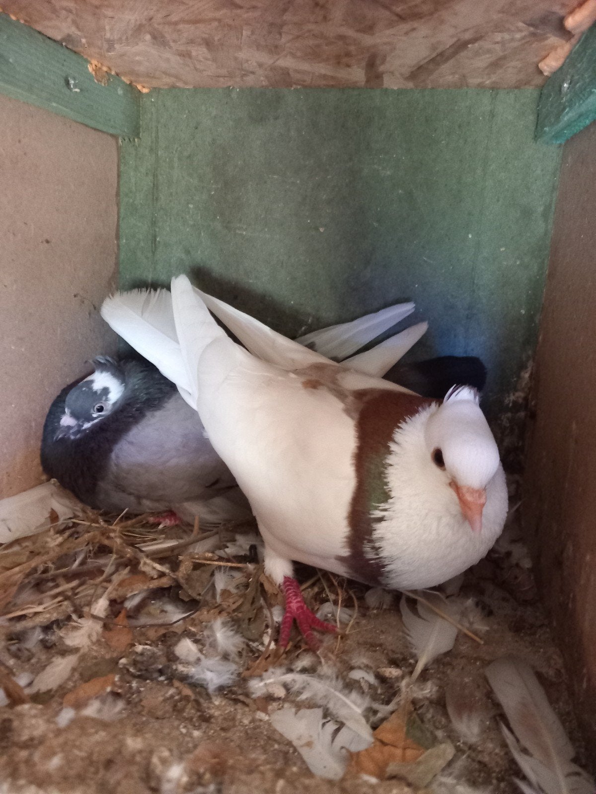 Iranian mooi duiven stuk 15€, Dieren en Toebehoren, Vogels | Duiven