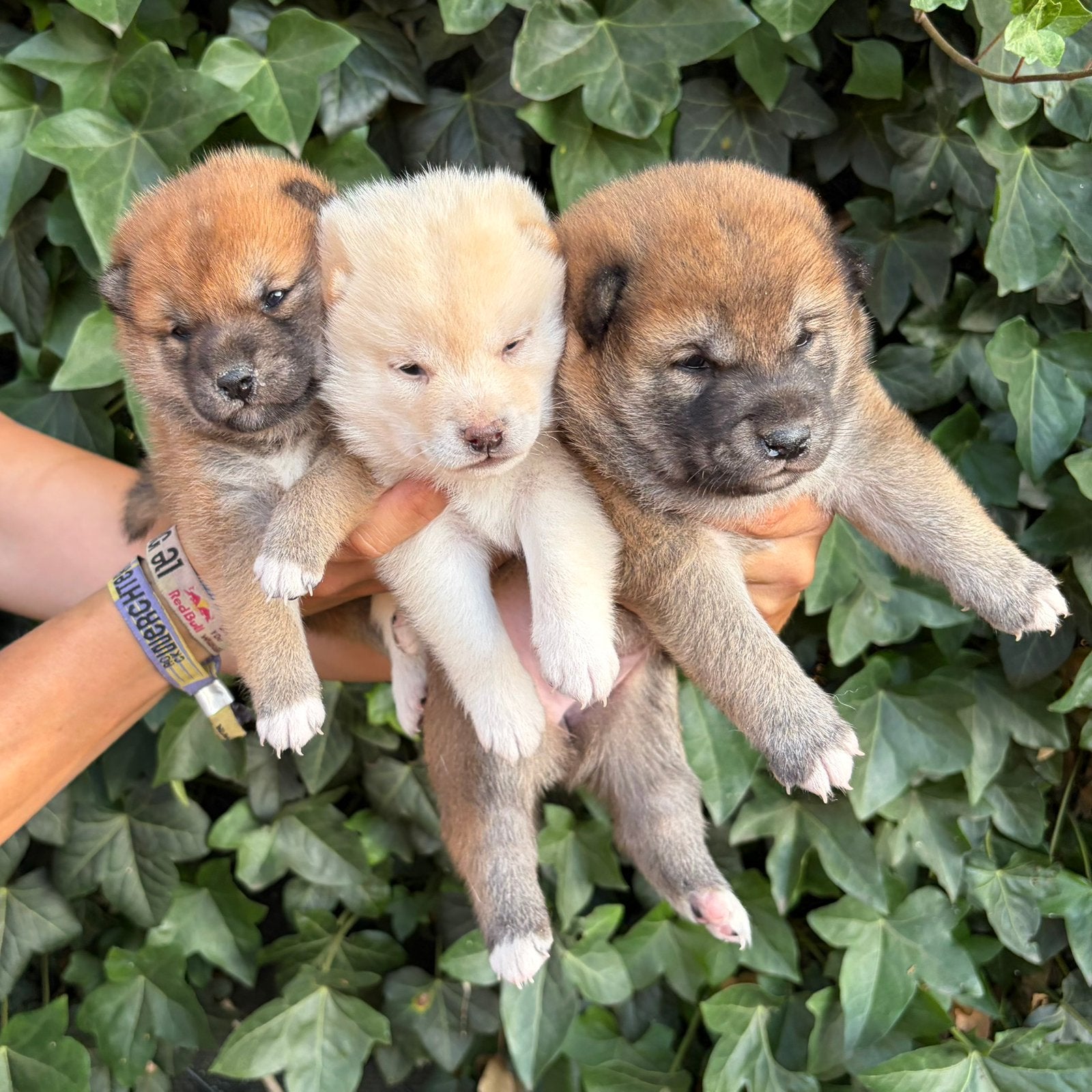 Chiots Shiba Inu, Animaux & Accessoires, Chiens | Huskys, Loulous & Types primitifs, Autres races, Plusieurs, Belgique, Plusieurs animaux