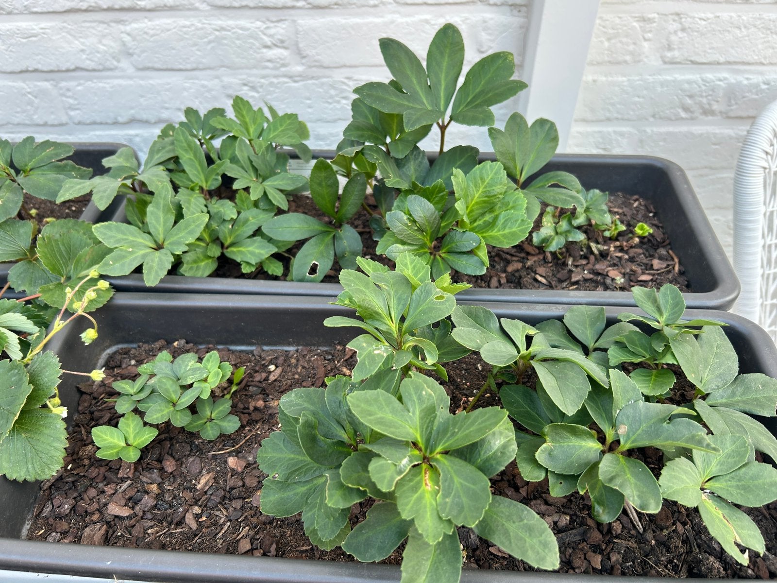 Uitverkoop: allerlei bloeiende planten met pot, Tuin en Terras, Planten | Tuinplanten, Volle zon, Vaste plant, Zomer, Ophalen