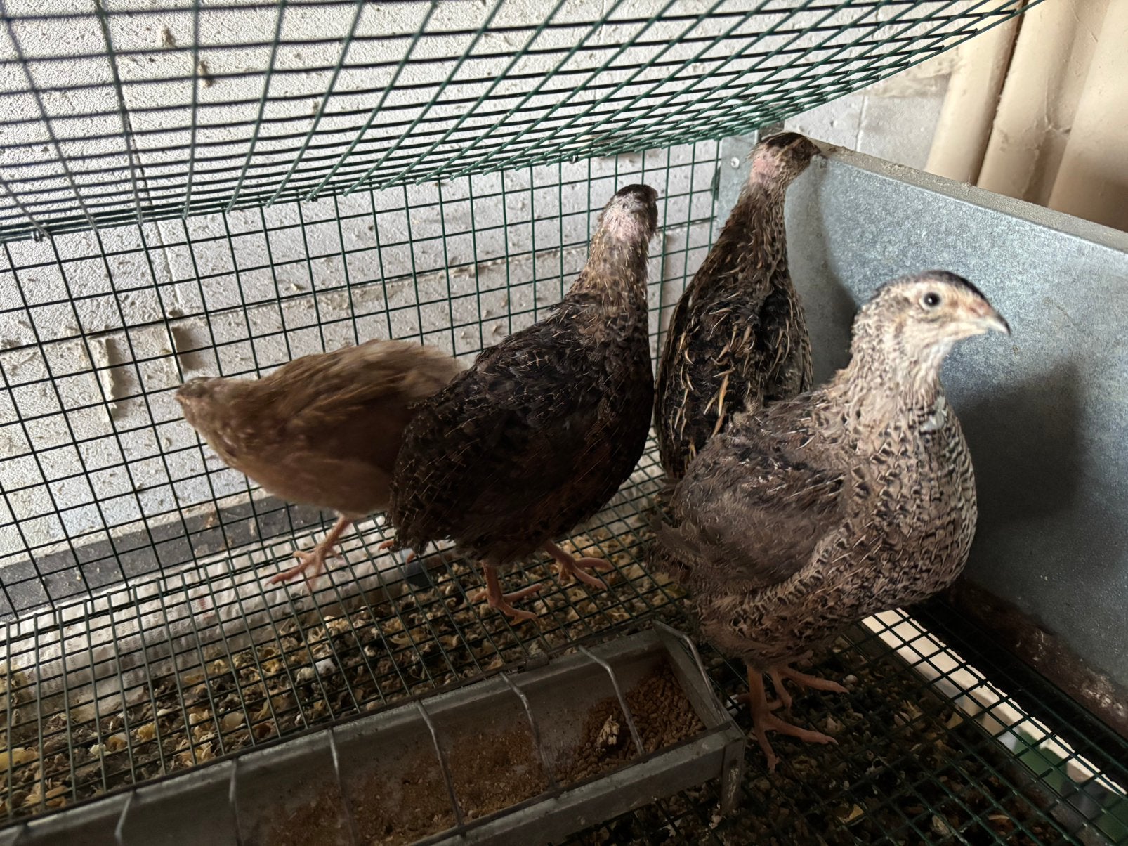 Broedeieren Japanse kwartel, Dieren en Toebehoren, Geslacht onbekend, Overige soorten