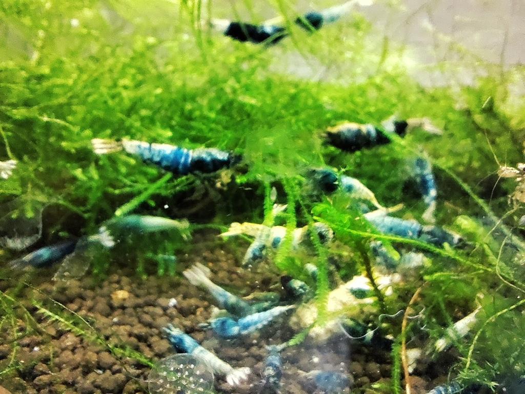 Crevettes crazy blue, Enlèvement ou Envoi
