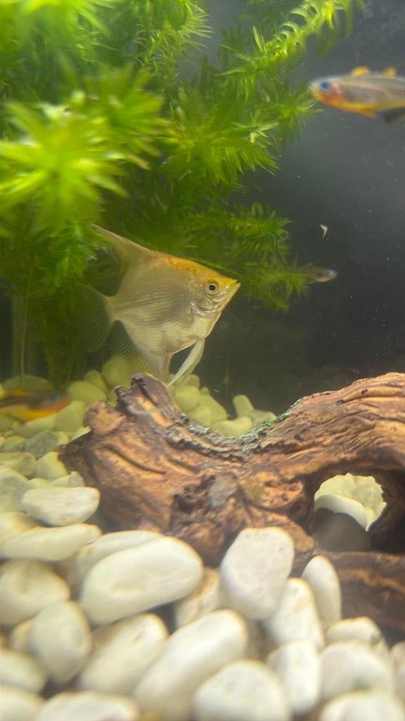 2 maanvissen t koop, Vis, Zoetwatervis