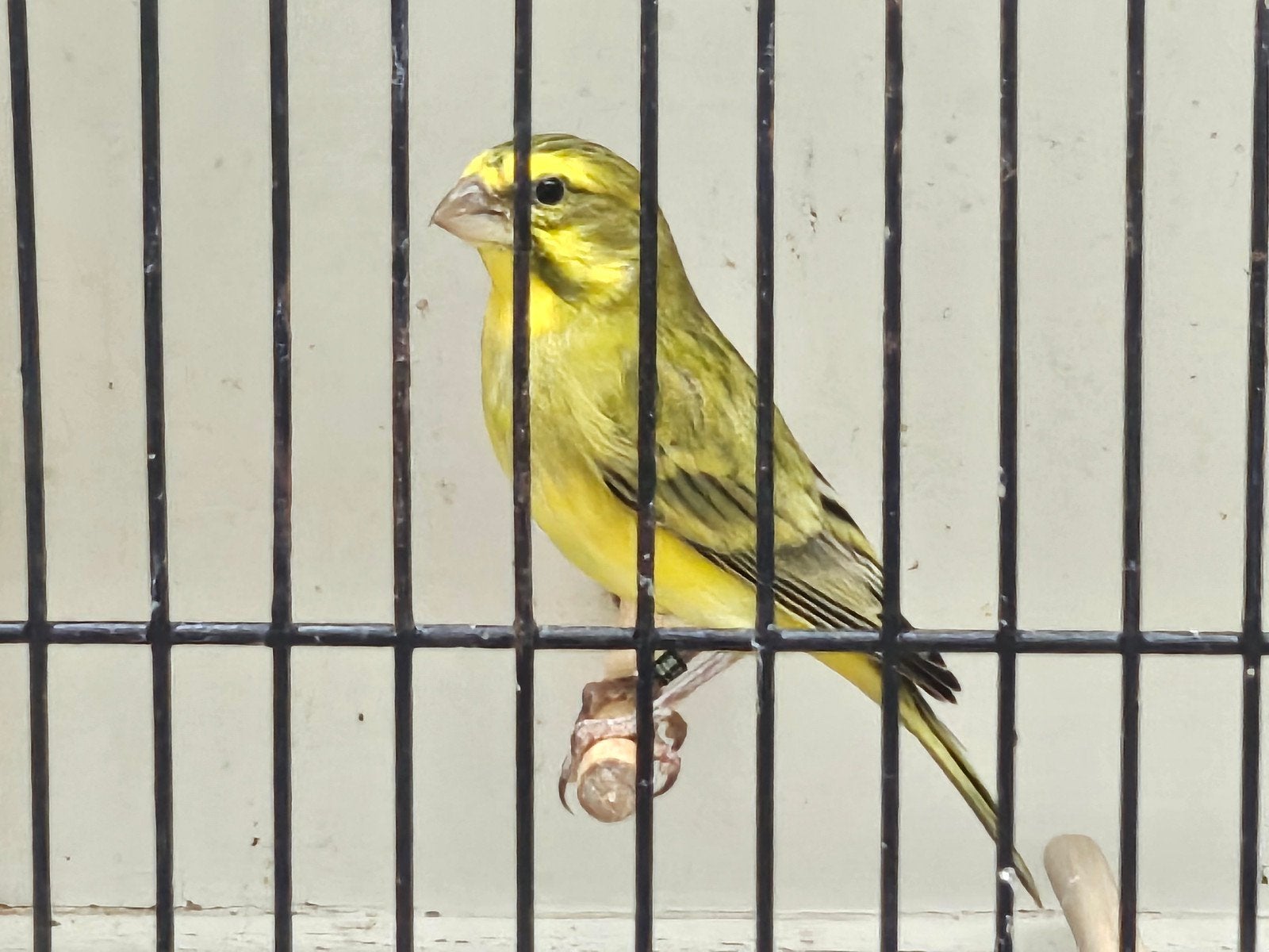 Geelbuik cini - serinus flaviventris, Dieren en Toebehoren, Mannelijk, Tropenvogel, Geringd