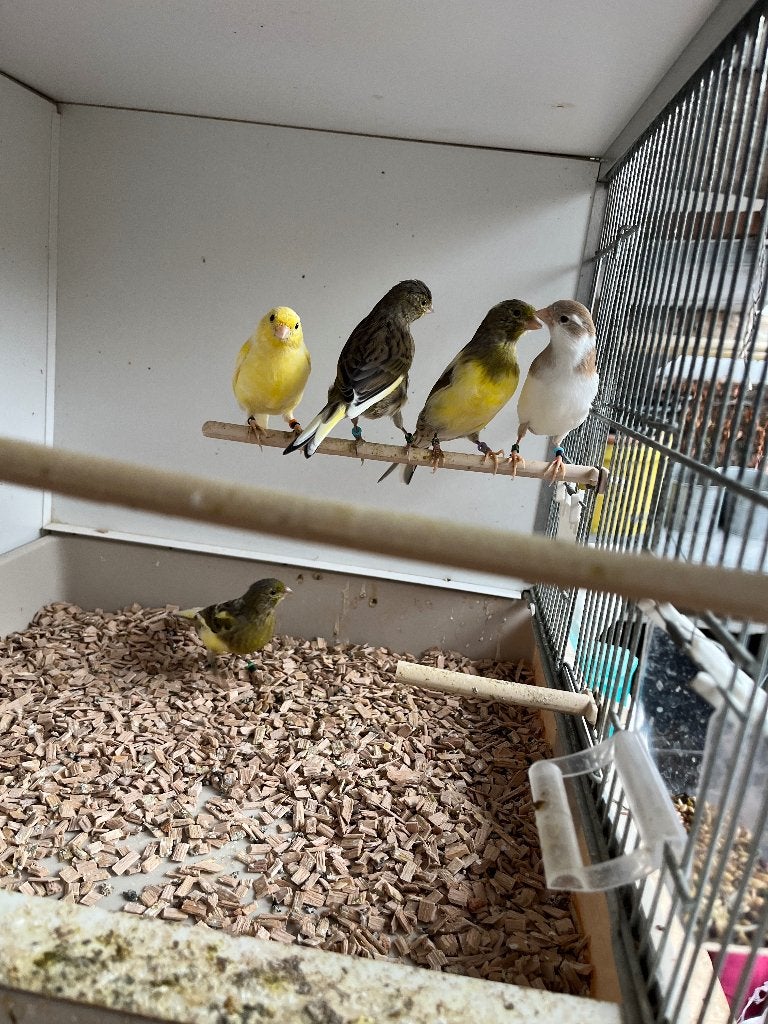 Zangkanarie TIMBRADO, Mannelijk, Zangkanarie