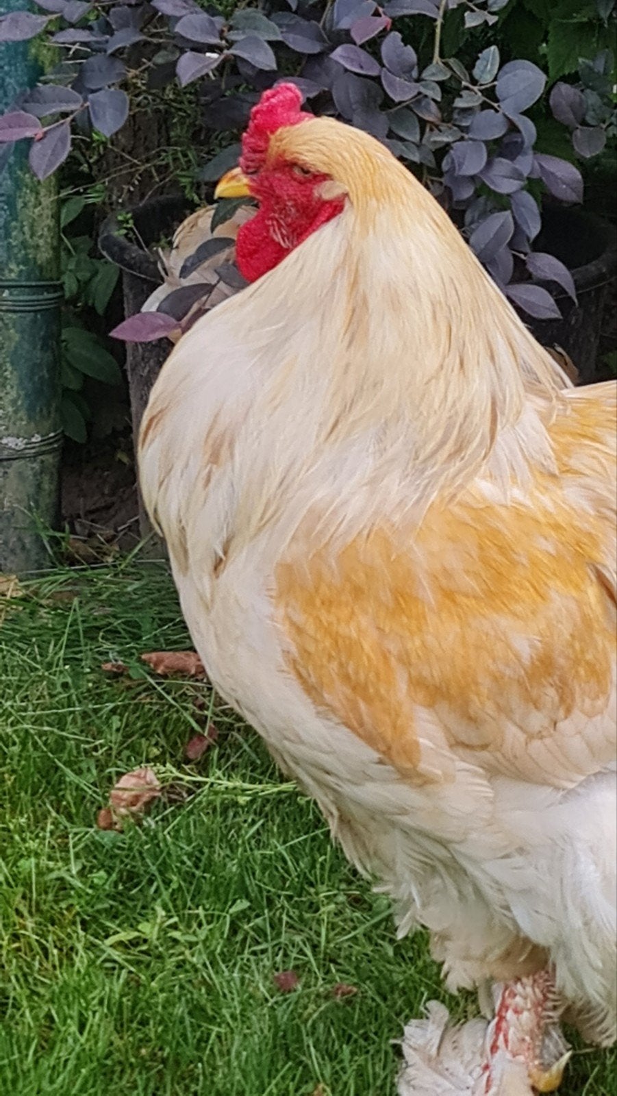 Ik zoek: Brahma haan lemon pyle wissel, Dieren en Toebehoren, Mannelijk, Kip