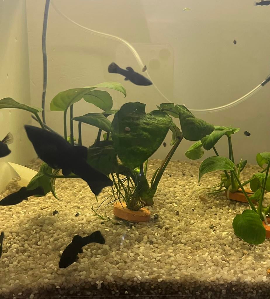 Molly noire, Animaux & Accessoires, Poissons | Aquariums & Accessoires, Enlèvement