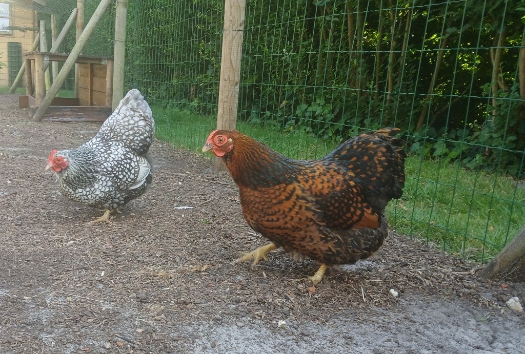 2 Wyandotte kriel hennetjes, Animaux & Accessoires, Volatiles, Poule ou poulet, Femelle