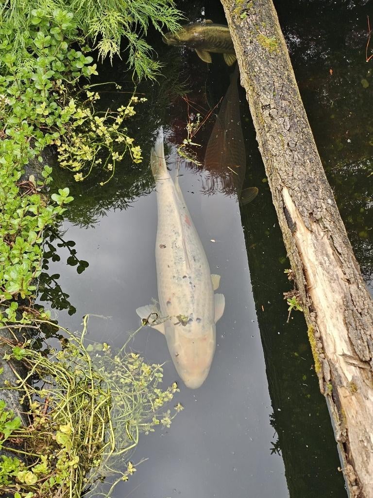 Nog 6 Europese koi's Te koop, Dieren en Toebehoren, Karper of Koi