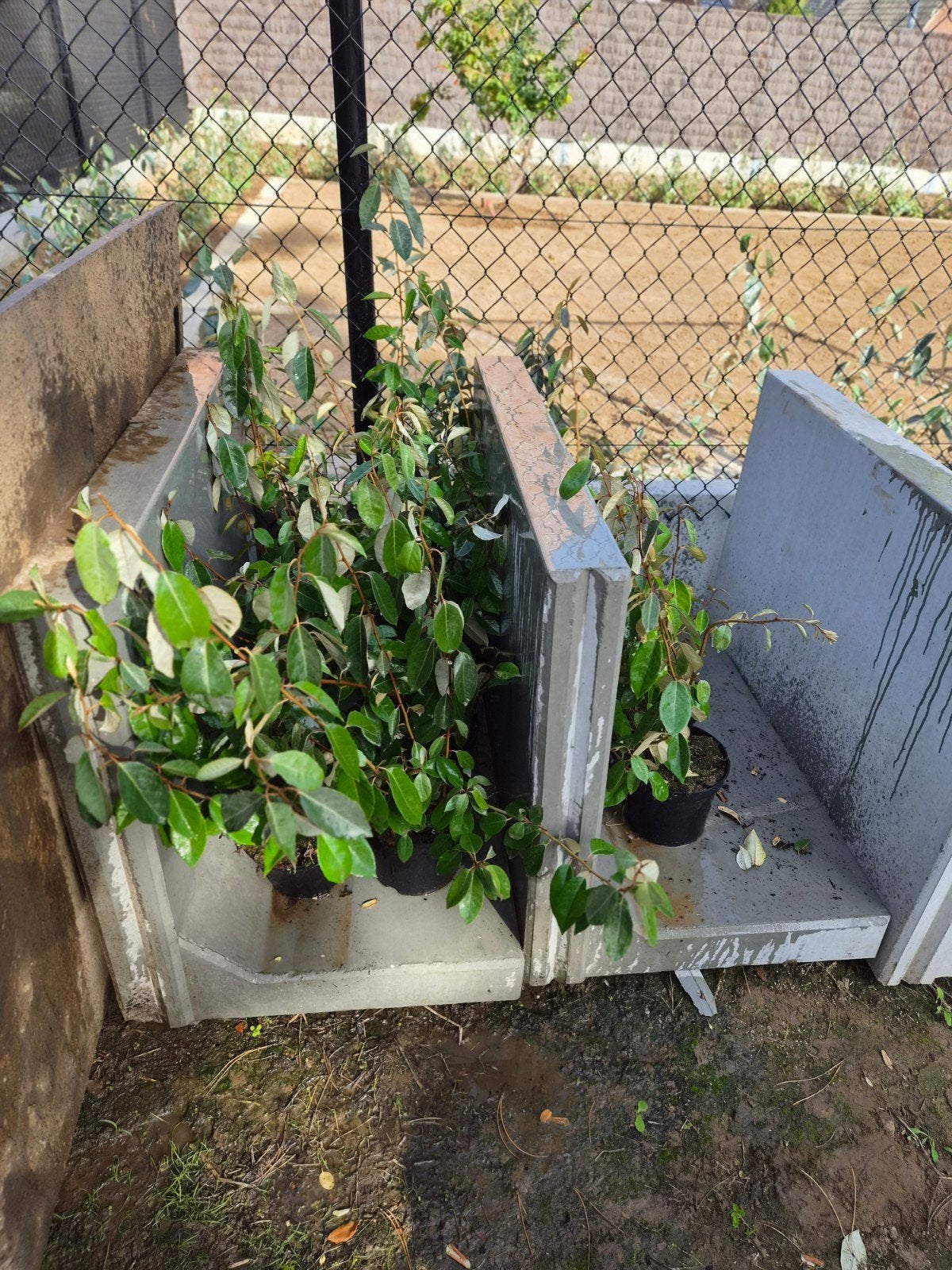 12 planten olijfwilg, Jardin & Terrasse, Enlèvement, Autres espèces, Moins de 100 cm