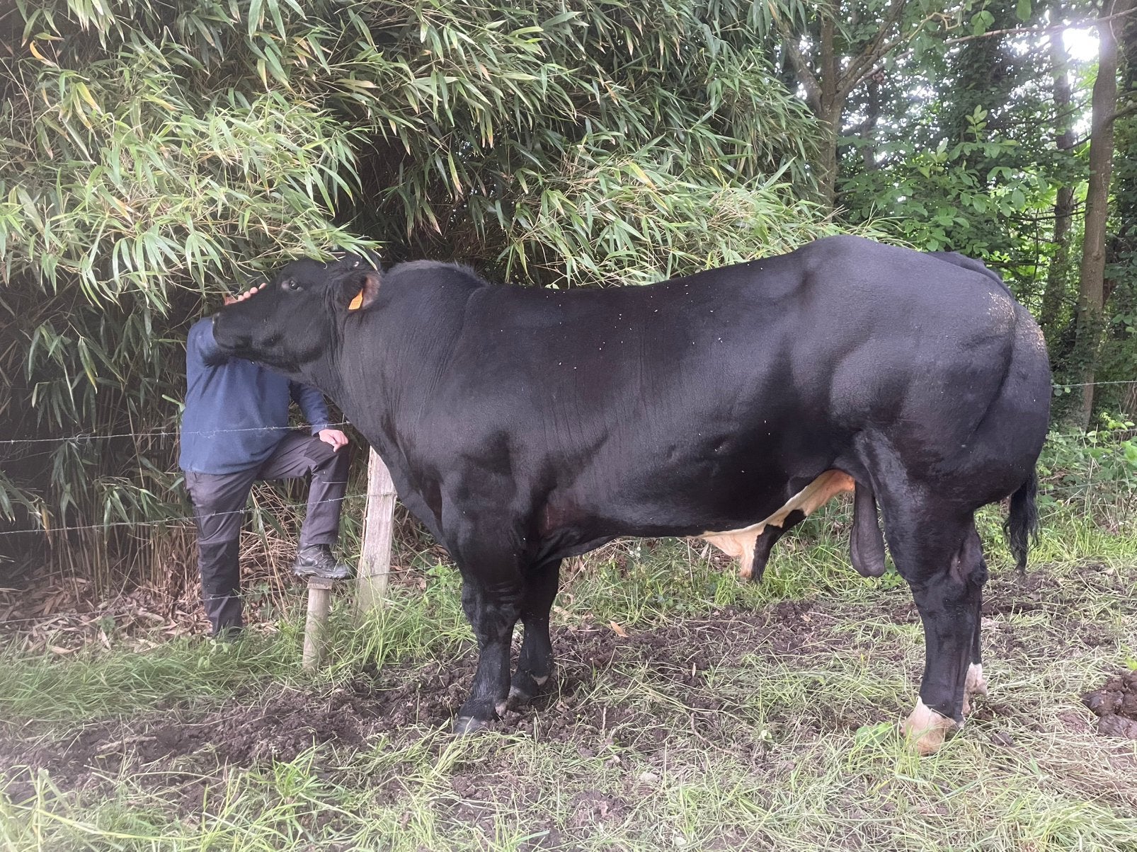 Dekstier rund, Dieren en Toebehoren, Mannelijk