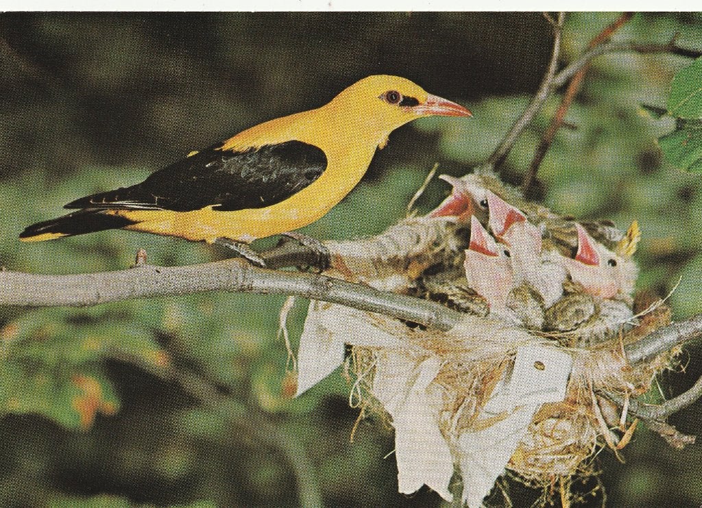 WIELEWAAL  MET  JONGEN, Verzamelen, Postkaarten | Dieren, Verzenden, Ongelopen, Vogel