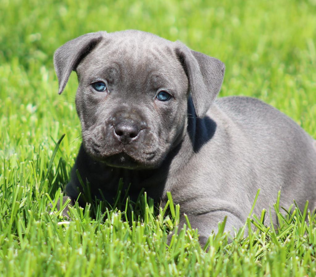 Amerikaanse Stafford pups, Dieren en Toebehoren, Parvo, België, 8 tot 15 weken, American Staffordshire Terriër