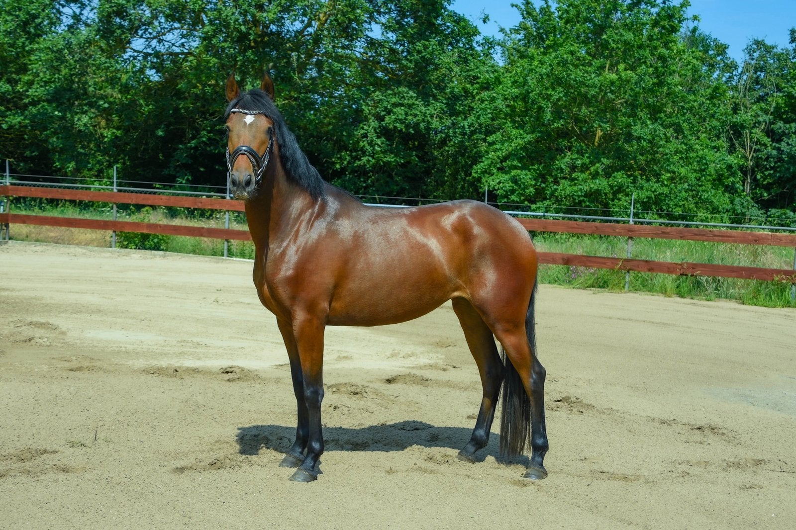 Brave 3 jarige E-pony merrie / klein paard zadelmak allround, Dieren en Toebehoren, Paarden, Merrie, Minder dan 160 cm, Dressuurpaard