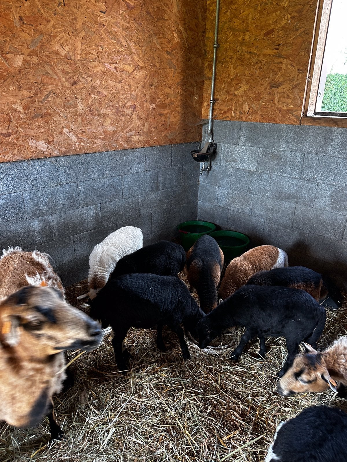 4 kameroen ramlammeren (samen), Mouton, 0 à 2 ans