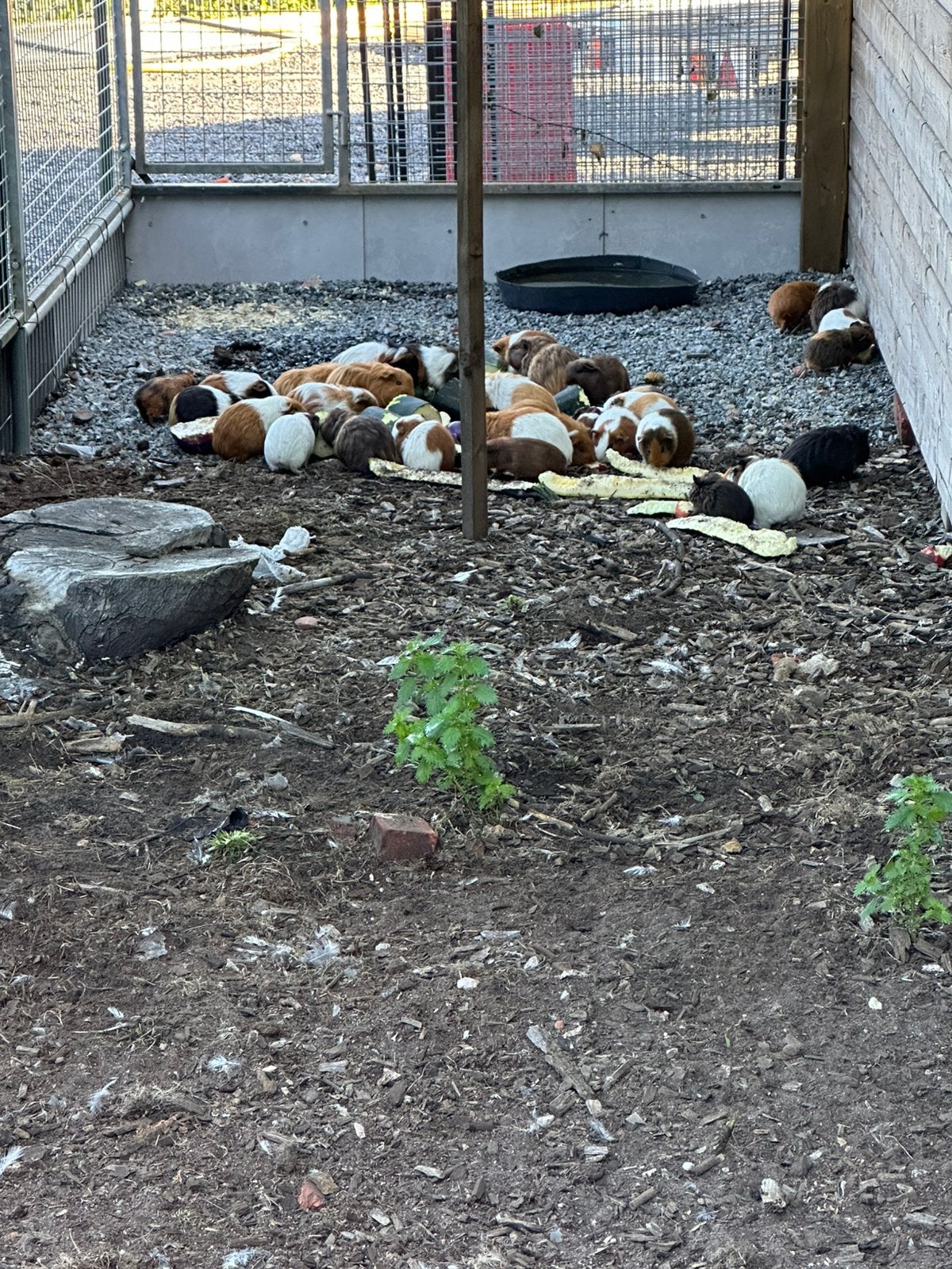 Cavia,s verchillende kleuren, Cavia, Juni, Meerdere dieren, Tam