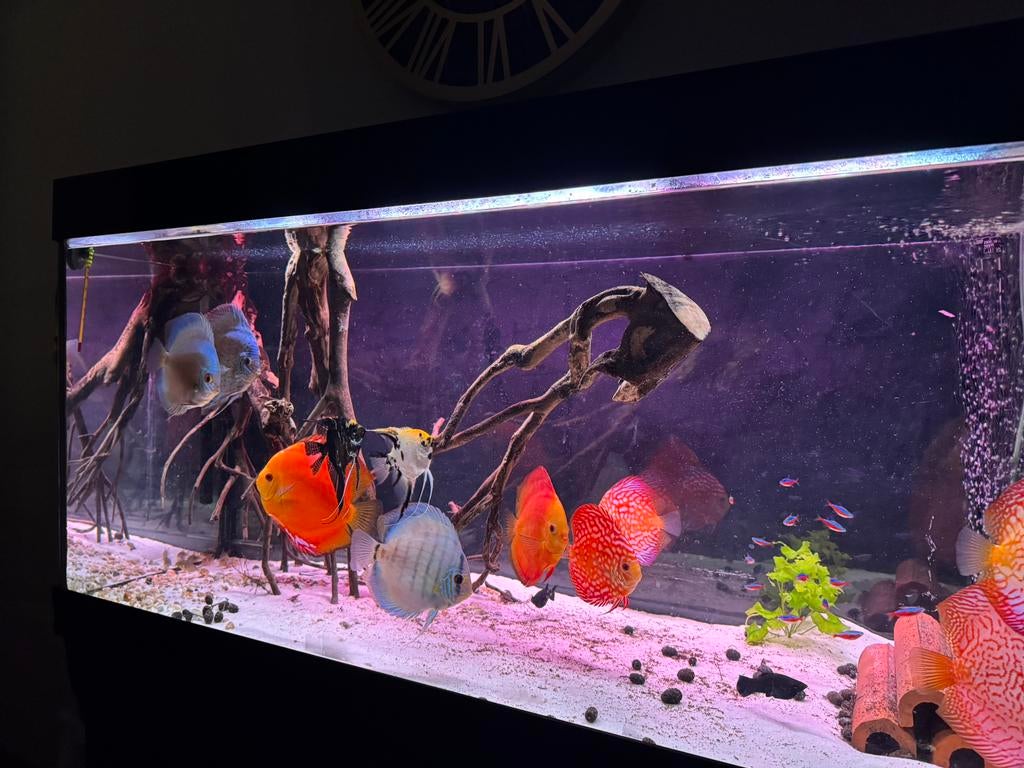 Aquarium