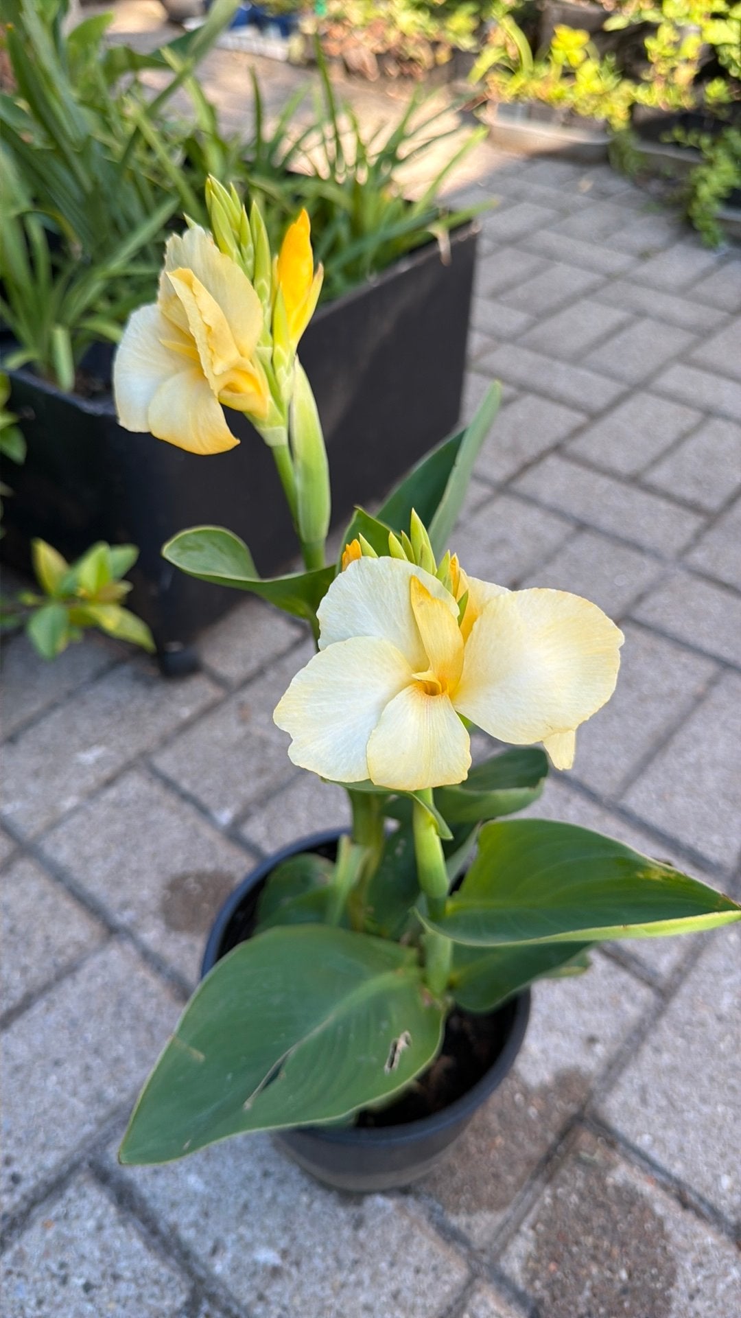 Canna lichtgeel 50 cm, Tuin en Terras, Planten | Tuinplanten, Ophalen