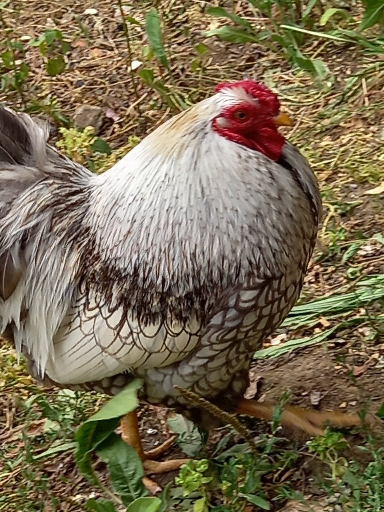 Lieve en tamme blauw gezoomde wyandotte kriel haan, Dieren en Toebehoren, Pluimvee, Mannelijk, Kip