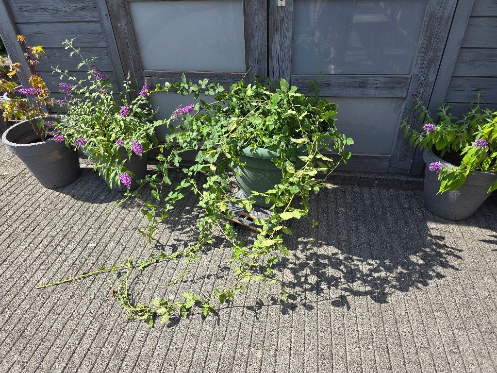 Braambessen zonder doornen, Jardin & Terrasse, Été, En pot, Plein soleil, Enlèvement