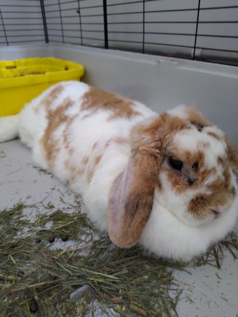 GRATIS AF TE HALEN (DRINGEND): 2 lieve konijntjes, Dieren en Toebehoren, Konijnen, Vrouwelijk, Middelgroot, 3 tot 5 jaar