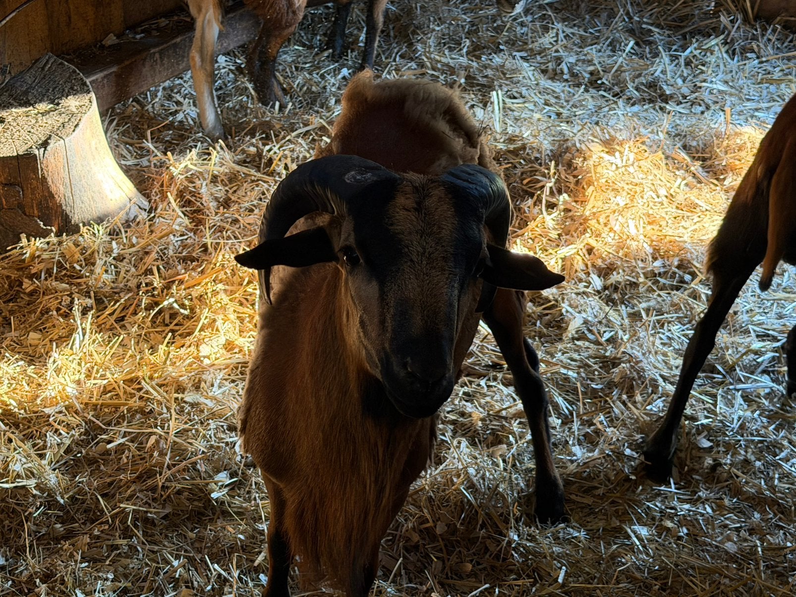 2 Kameroen Ram, Animaux & Accessoires, Mâle, Mouton, 0 à 2 ans
