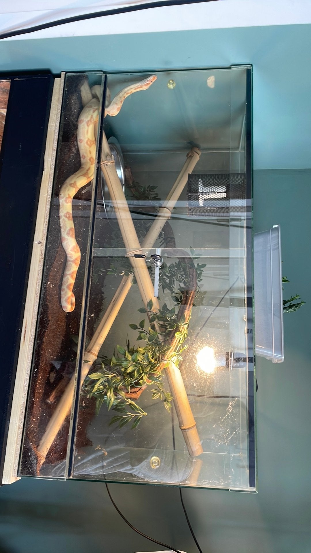 Boa constrictor imperator, Ophalen, Zo goed als nieuw