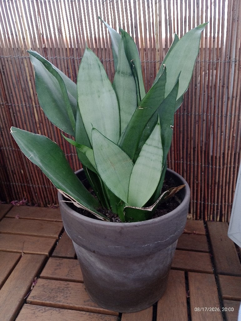 Sansevieria trifsciata maneschijn kamerplant + pot, Huis en Inrichting, Kamerplanten, Ophalen, Overige soorten, Halfschaduw, In pot