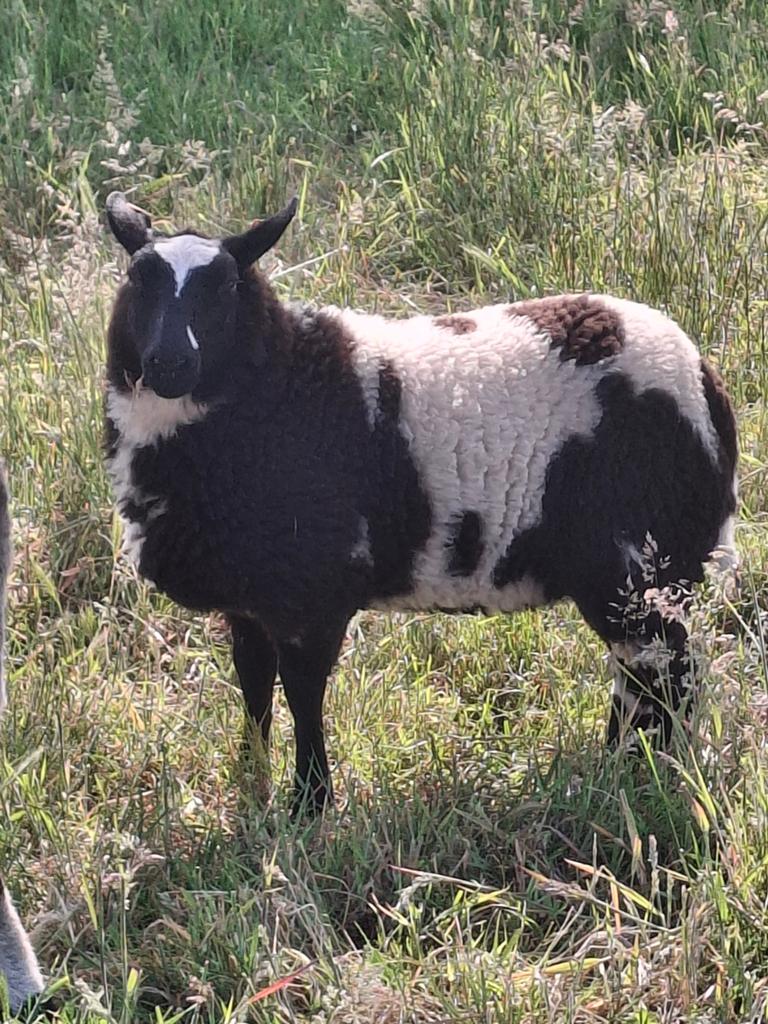 Baggerbont ooi lam, Dieren en Toebehoren, Schapen, Geiten en Varkens, Vrouwelijk, Schaap, 0 tot 2 jaar