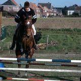 verzorgpaarden, Merrie, Zadelmak, Recreatiepaard, 11 jaar of ouder