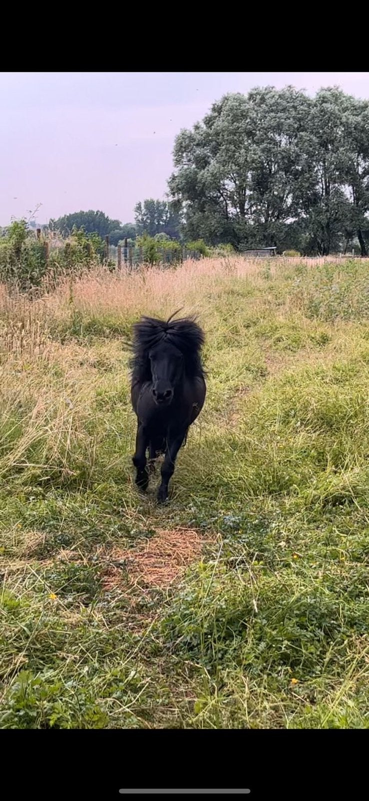 Pony, Dieren en Toebehoren, Pony's, Met stamboom, Hengst, A pony (tot 1.17m), 3 tot 6 jaar
