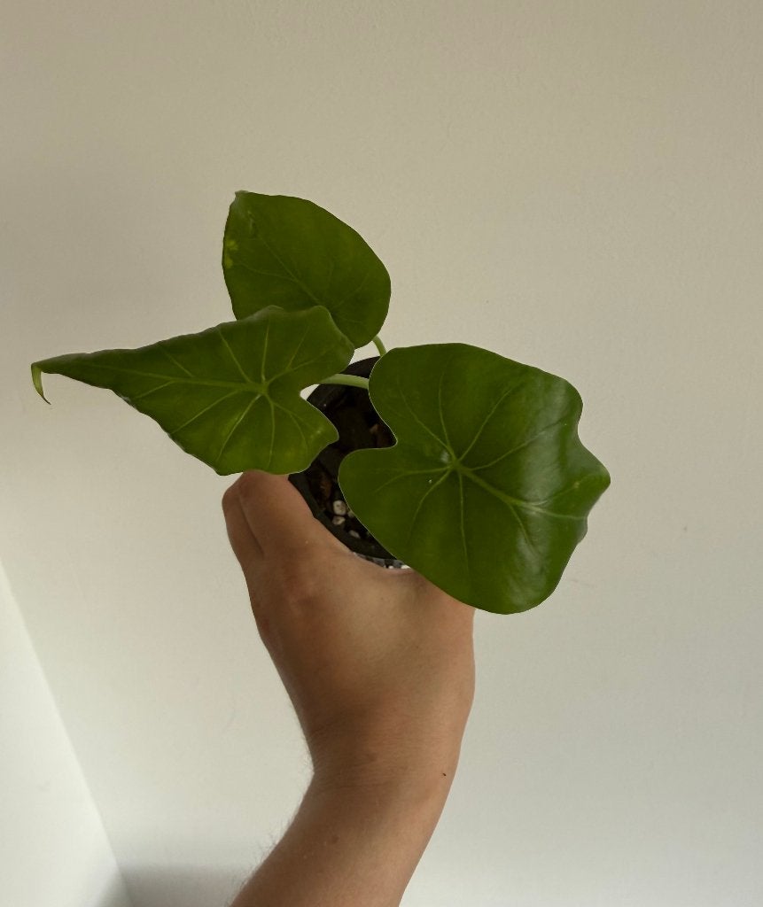 Alocasia Gageana Aurea, Autres espèces, Enlèvement ou Envoi, Moins de 100 cm, Plante verte