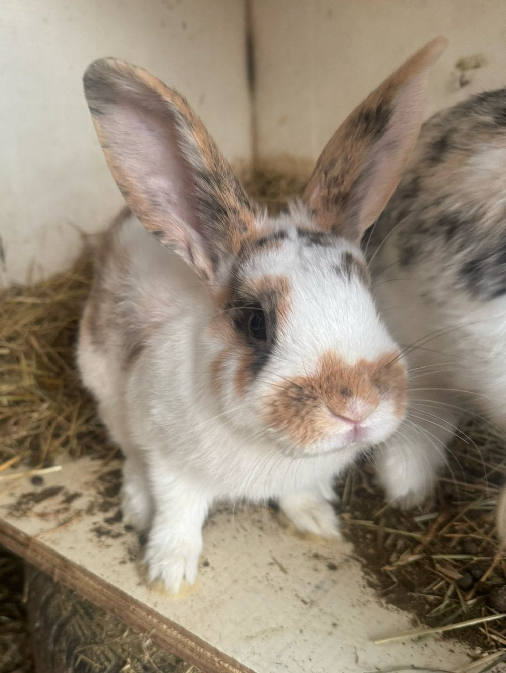 Leeuwekopje x dwergkonijn, Dieren en Toebehoren, Konijnen, Mannelijk, Middelgroot, 0 tot 2 jaar