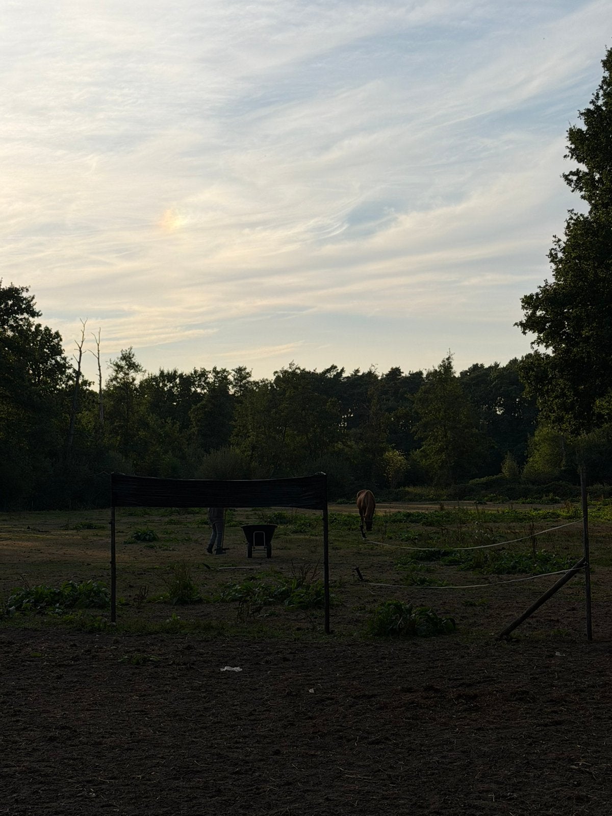 Weide te huur Meerhout, Pâturage, 1 cheval ou poney