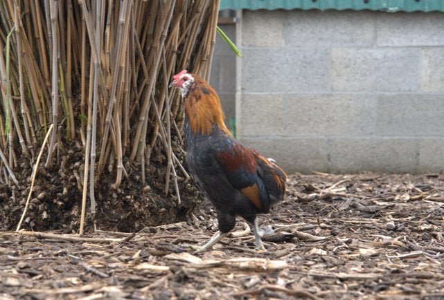 Sierkippen, Plusieurs animaux, Poule ou poulet