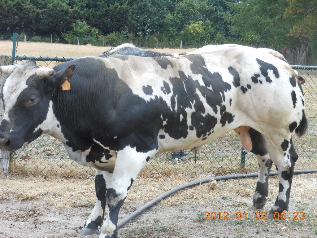 Dekstier (van Maradonna), Dieren en Toebehoren