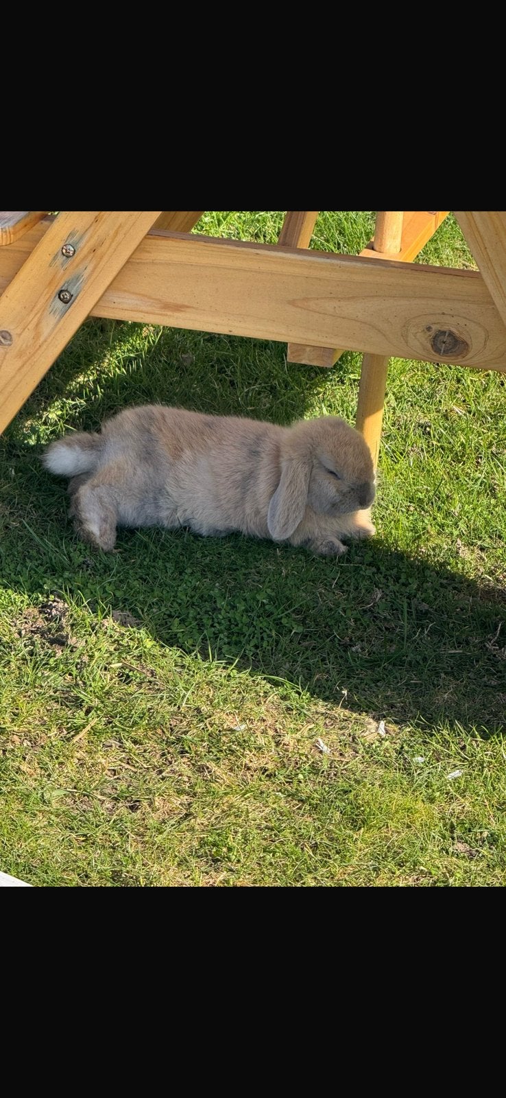 2 lapine avec cage, Animaux & Accessoires, Femelle, Taille moyenne, Oreilles tombantes, 0 à 2 ans